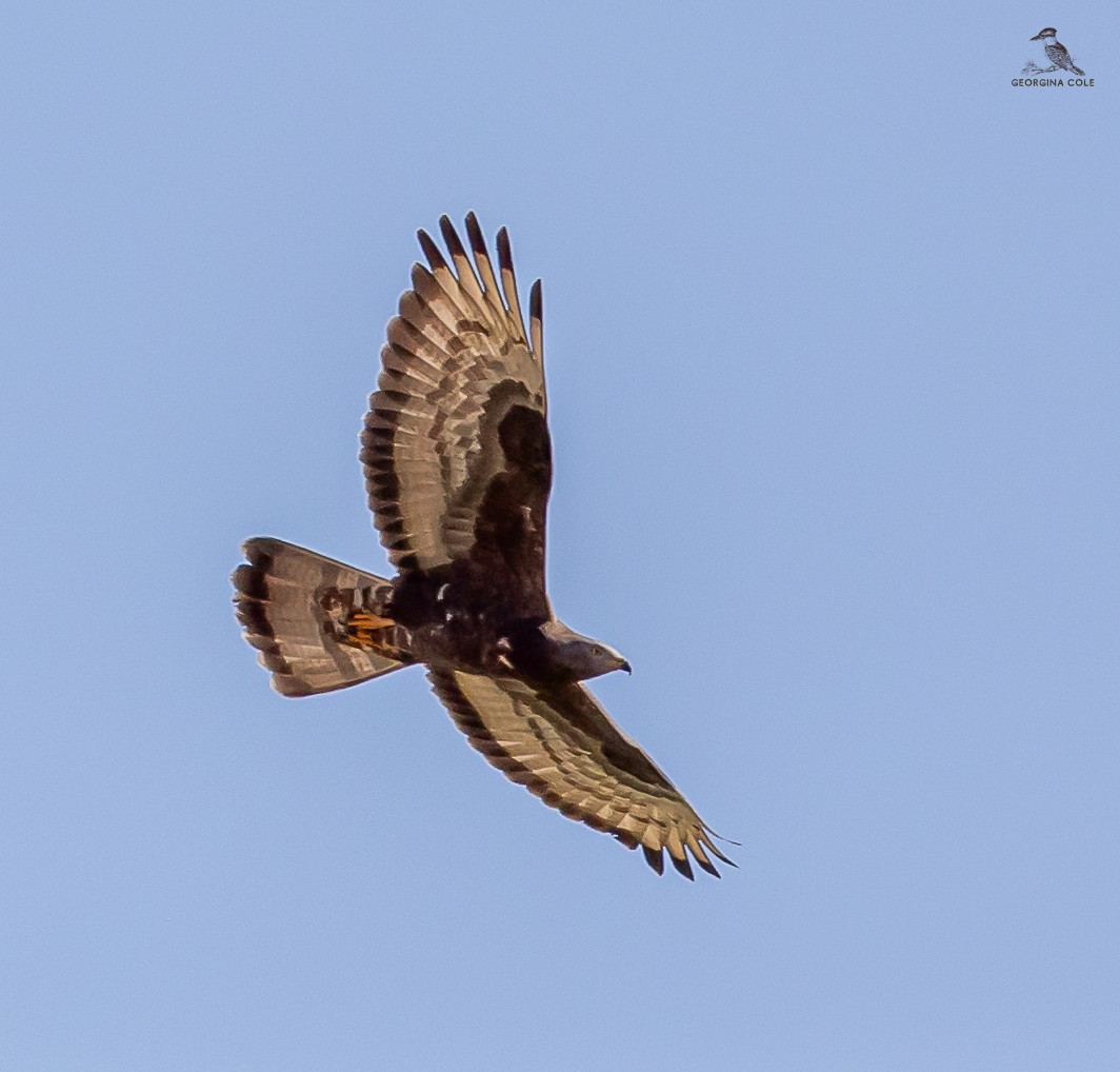 European Honey-buzzard - Georgina Cole