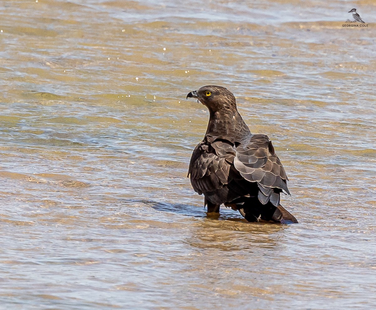 European Honey-buzzard - ML619609376