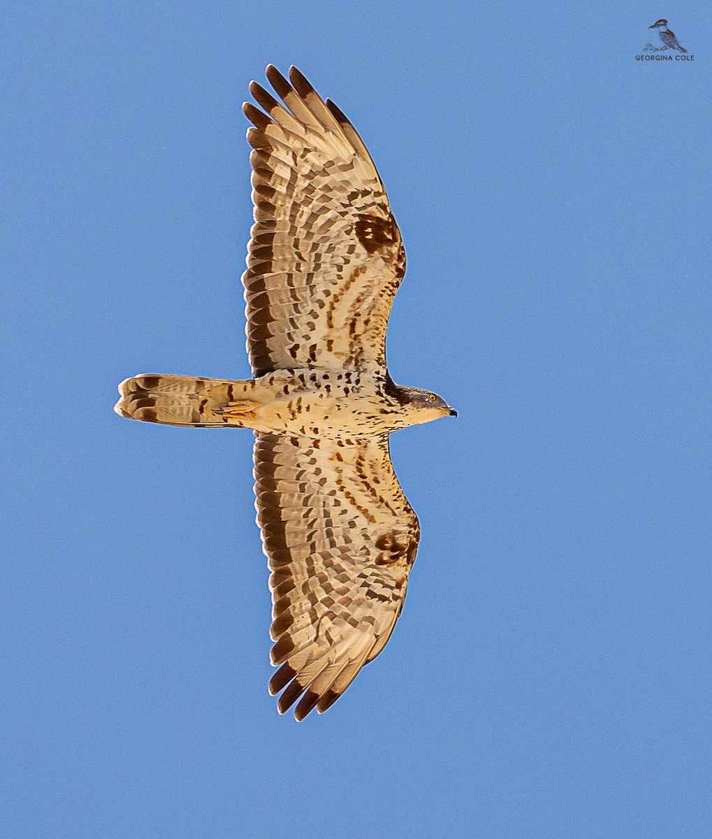 European Honey-buzzard - ML619609377