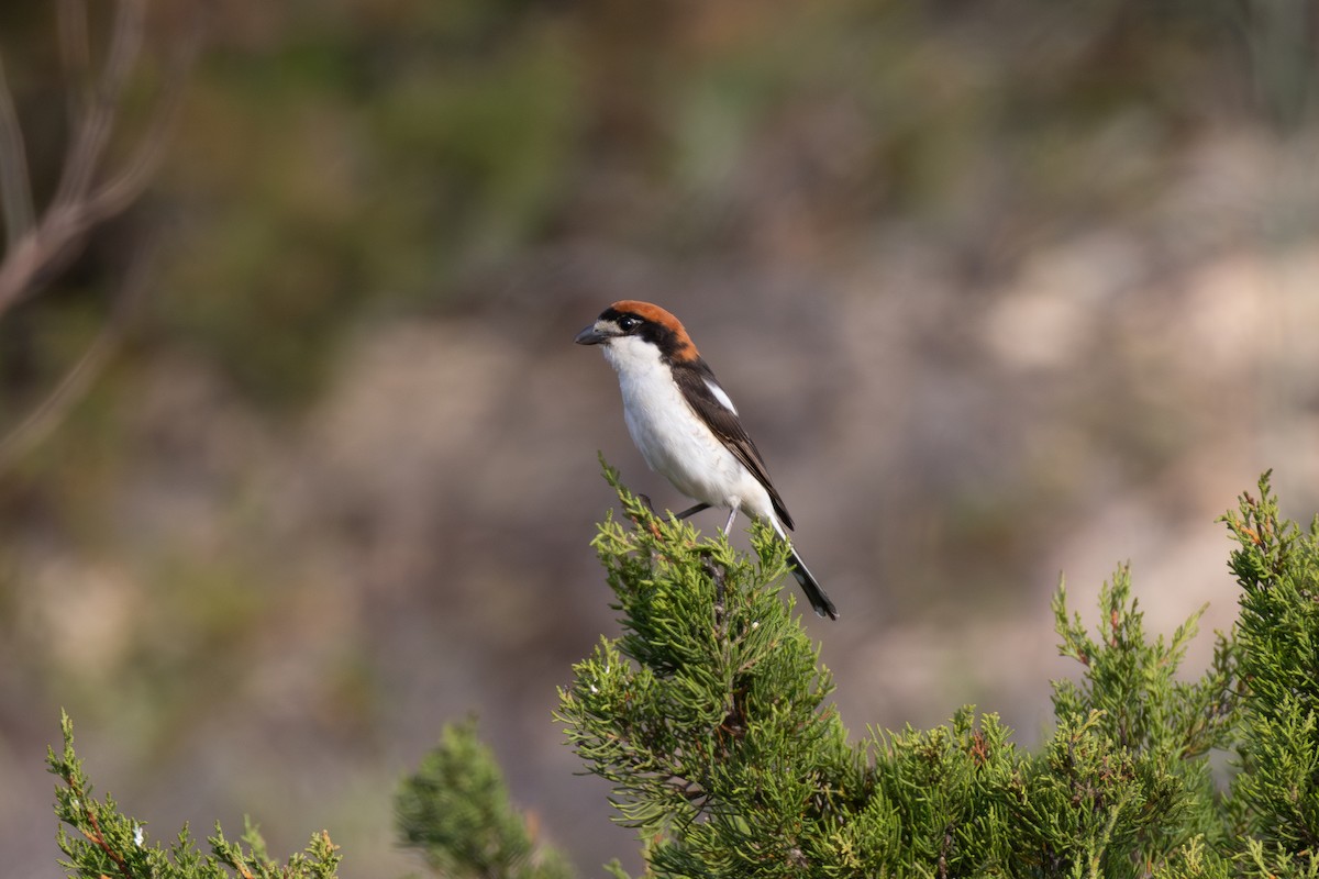 Woodchat Shrike - Joe Downing