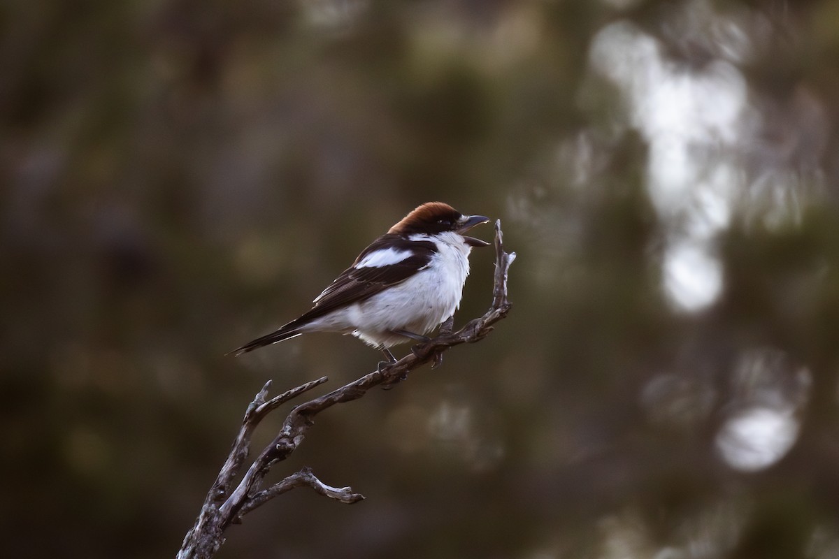 Woodchat Shrike - Joe Downing