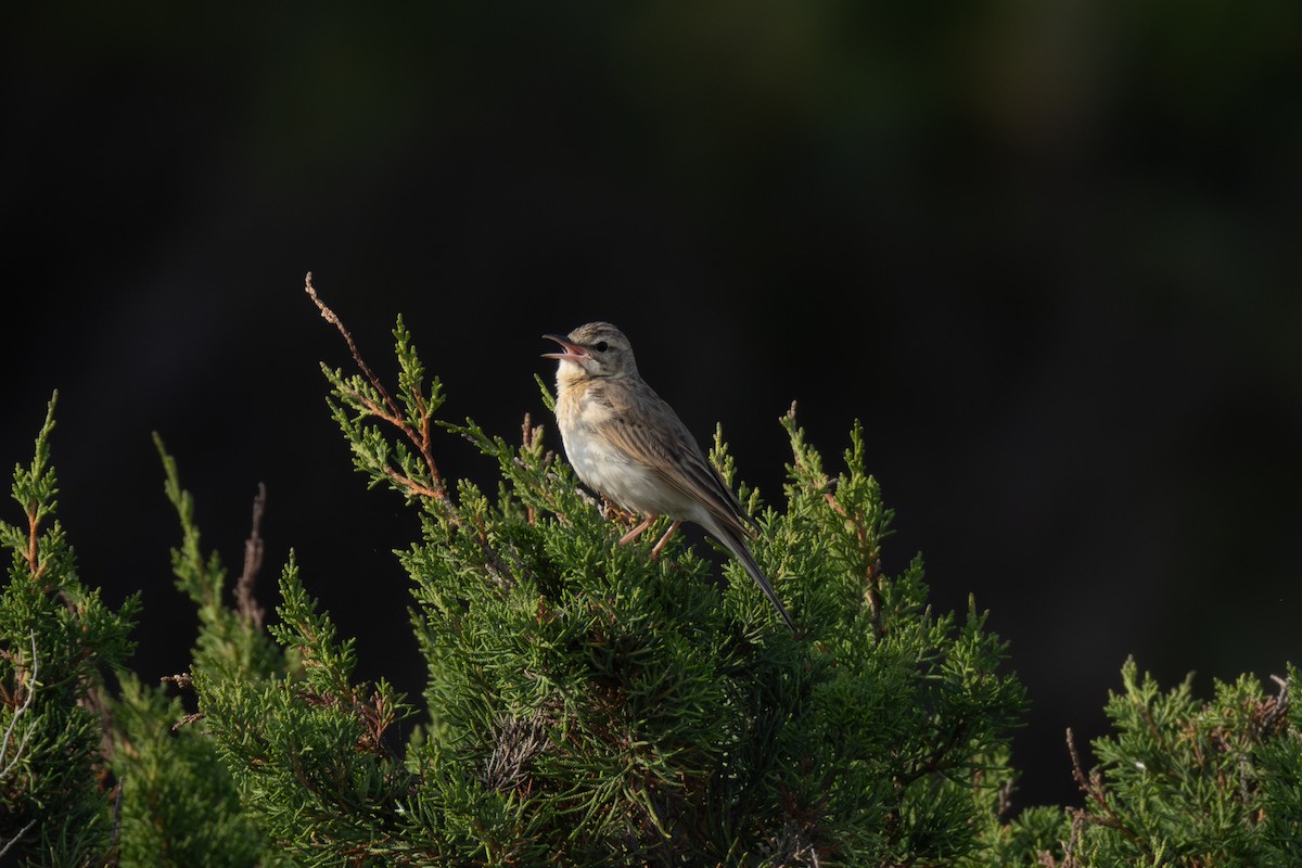 Tawny Pipit - Joe Downing