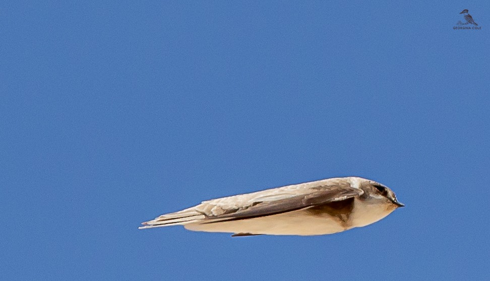 Bank Swallow - Georgina Cole