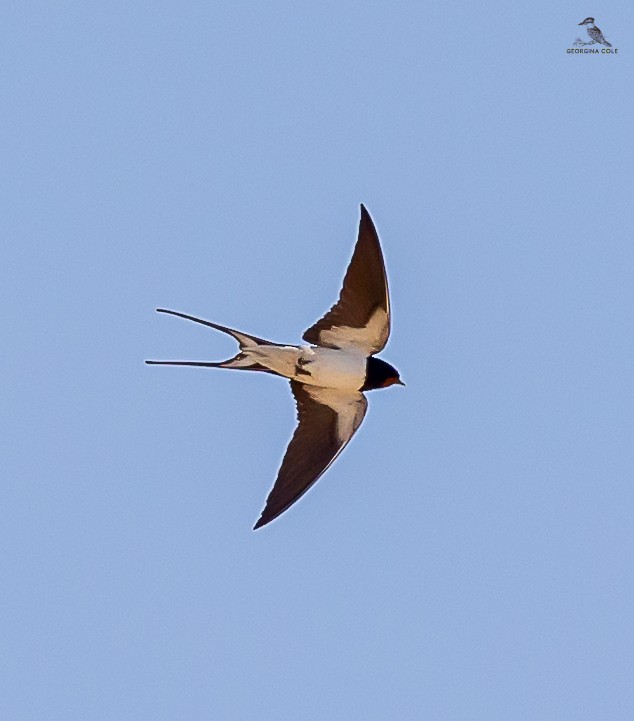 Barn Swallow - Georgina Cole