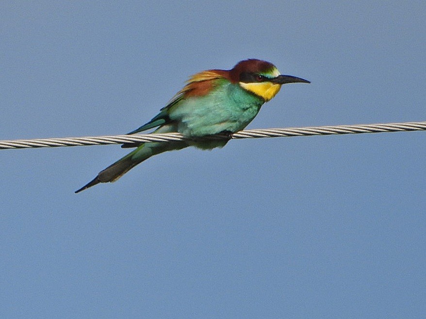 European Bee-eater - ML619609418