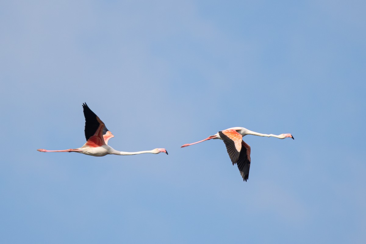 Greater Flamingo - Joe Downing