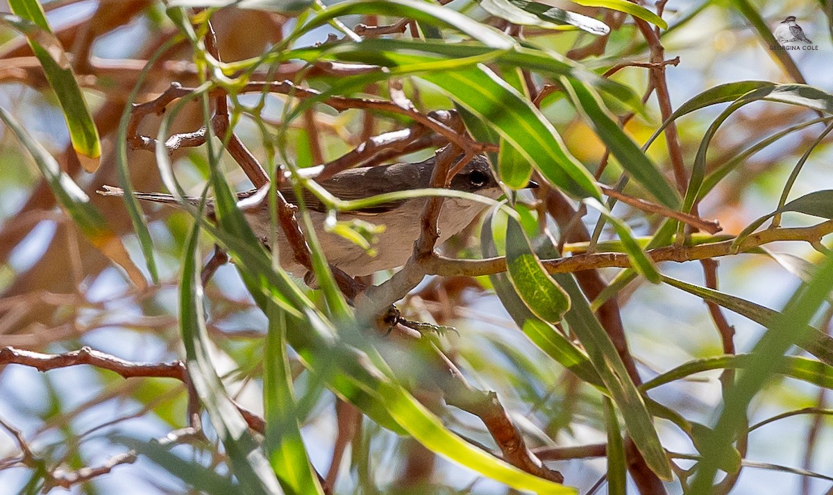 Lesser Whitethroat - Georgina Cole