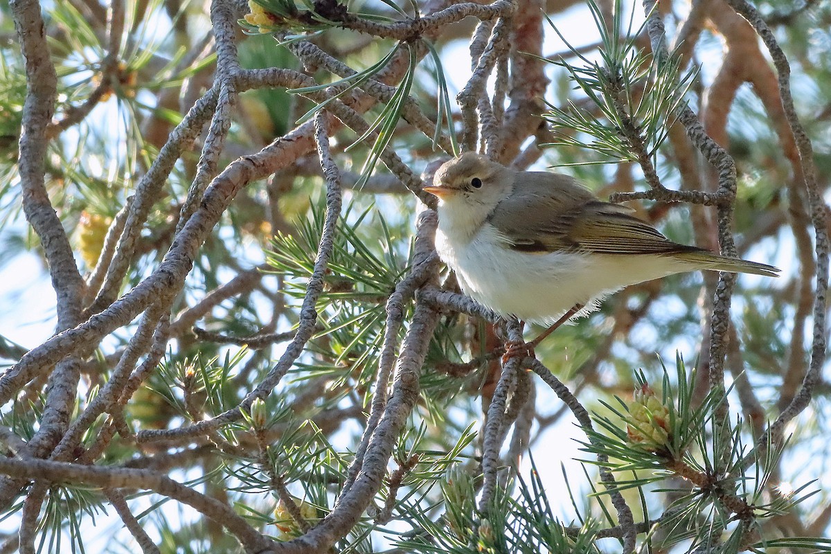 Mosquitero Papialbo - ML619609435