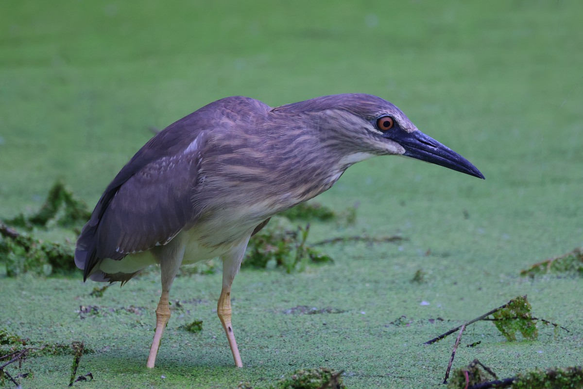 Black-crowned Night Heron - Davor Krnjeta