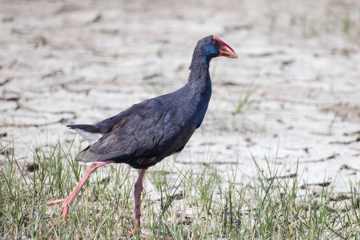 Western Swamphen - Joe Downing