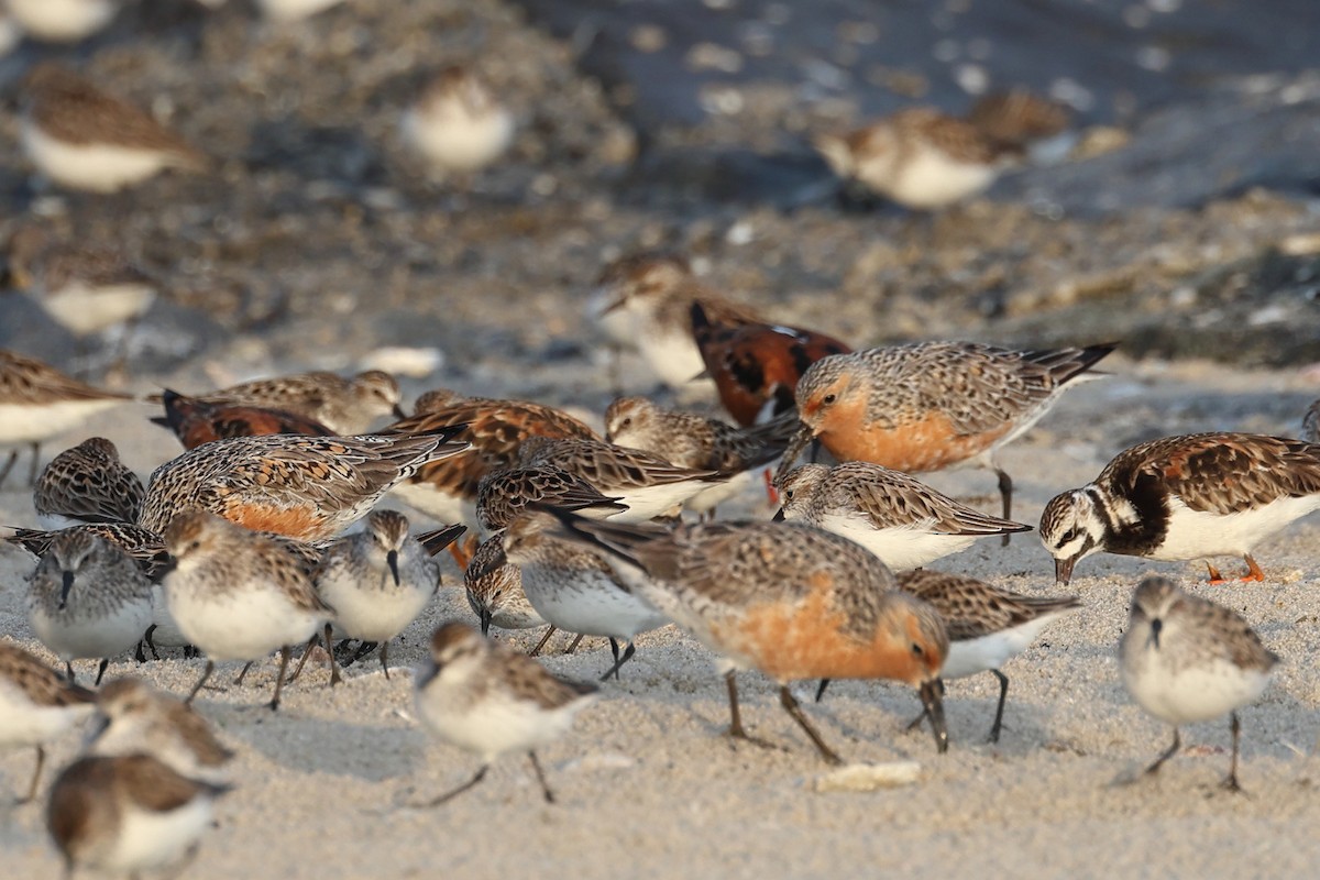 Red Knot - Darcy Pinotti