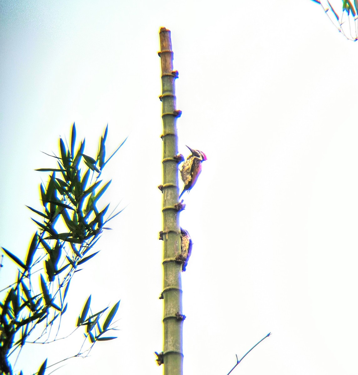 Black-rumped Flameback - ML619609455