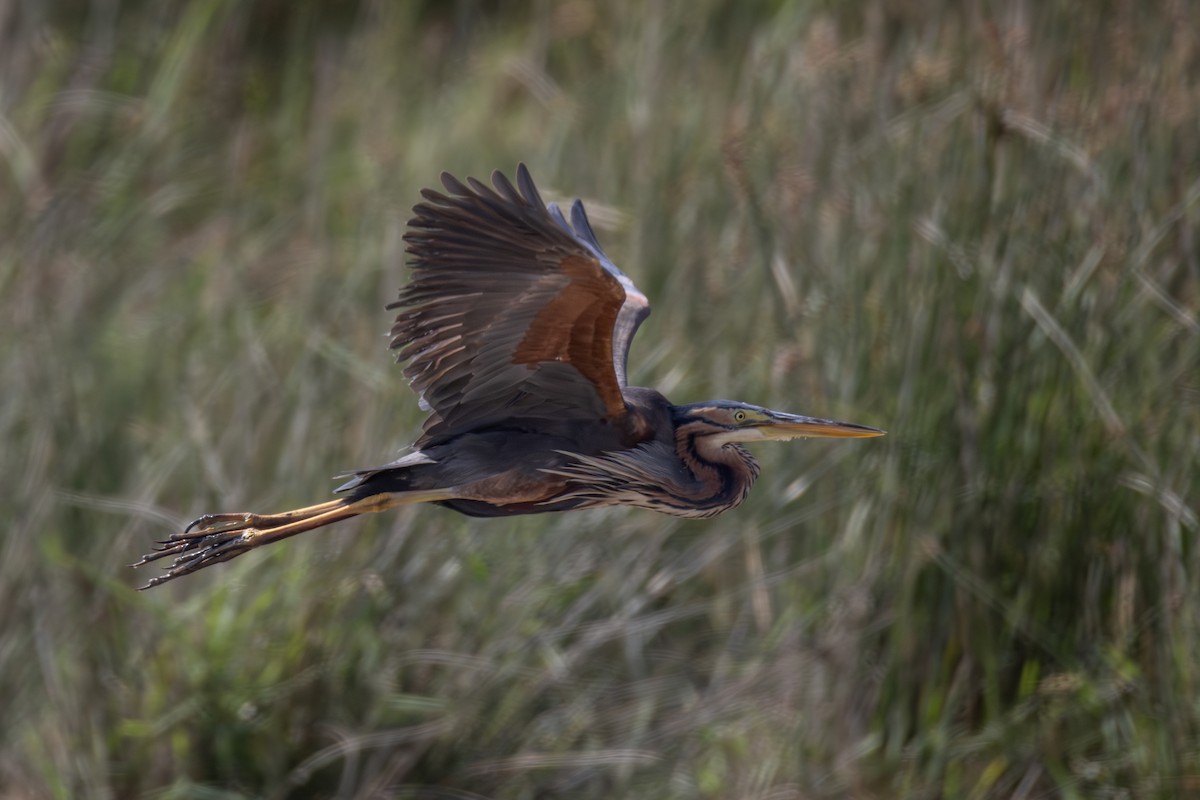 Purple Heron - Joe Downing