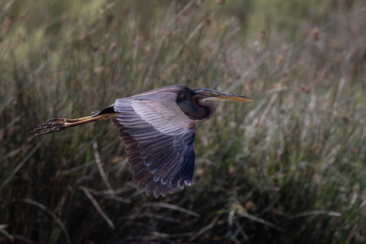 Purple Heron - Joe Downing