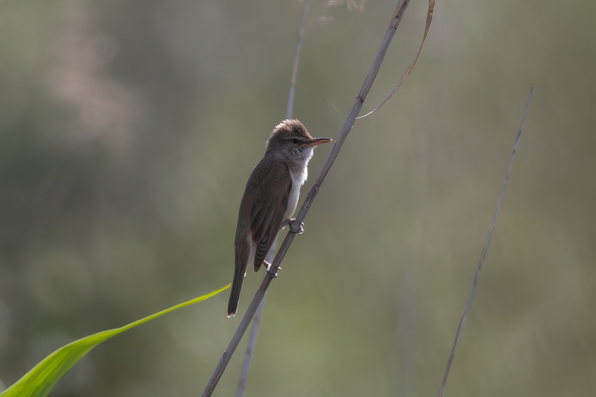 Great Reed Warbler - Joe Downing