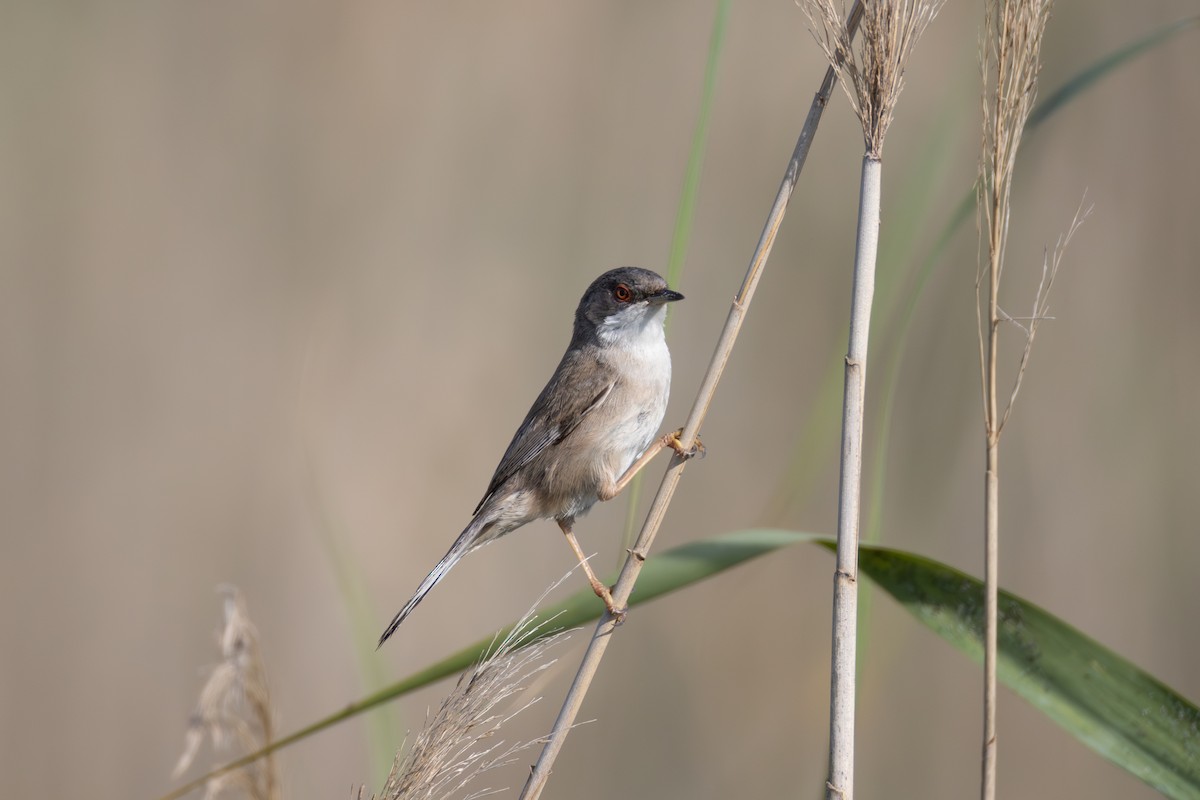 Sardinian Warbler - ML619609468