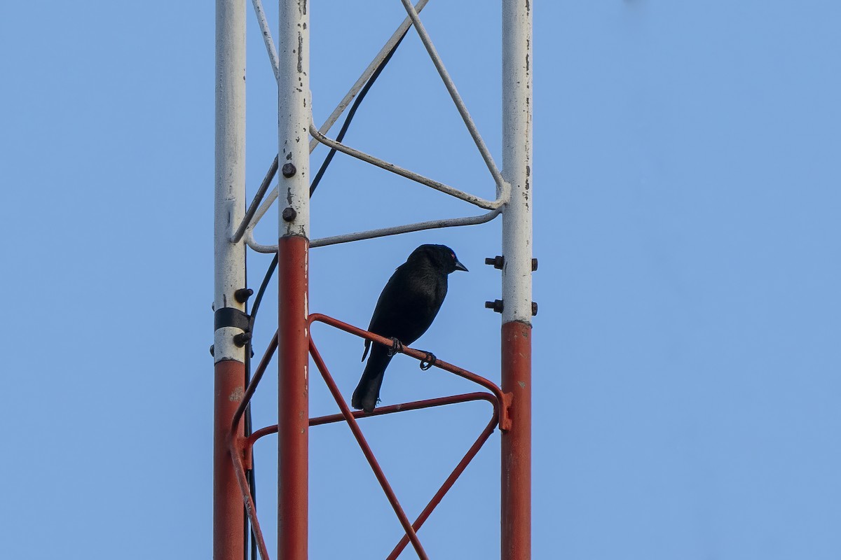 Bronzed Cowbird - Bruno  Silva