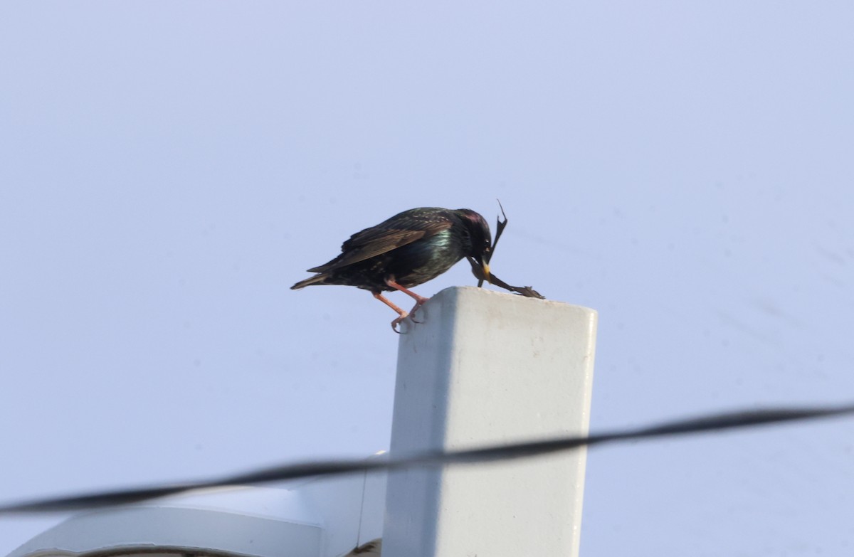 European Starling - Sarah Morris