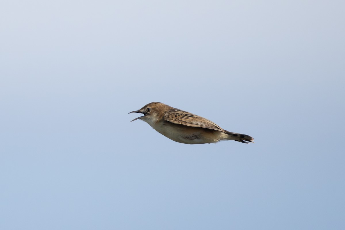 Zitting Cisticola - Joe Downing