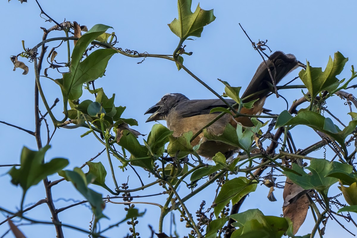 Cinnamon-bellied Saltator - Bruno  Silva