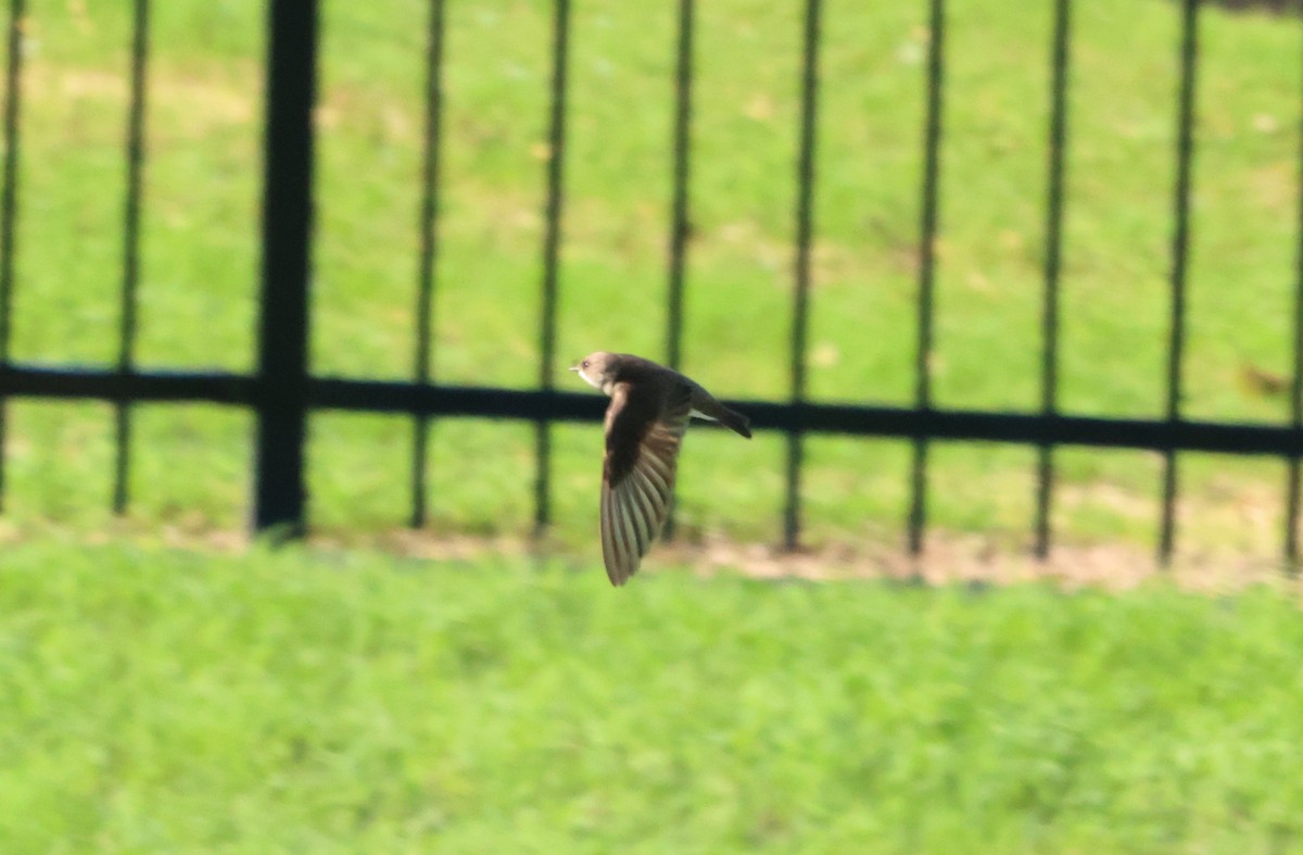 Northern Rough-winged Swallow - Sarah Morris