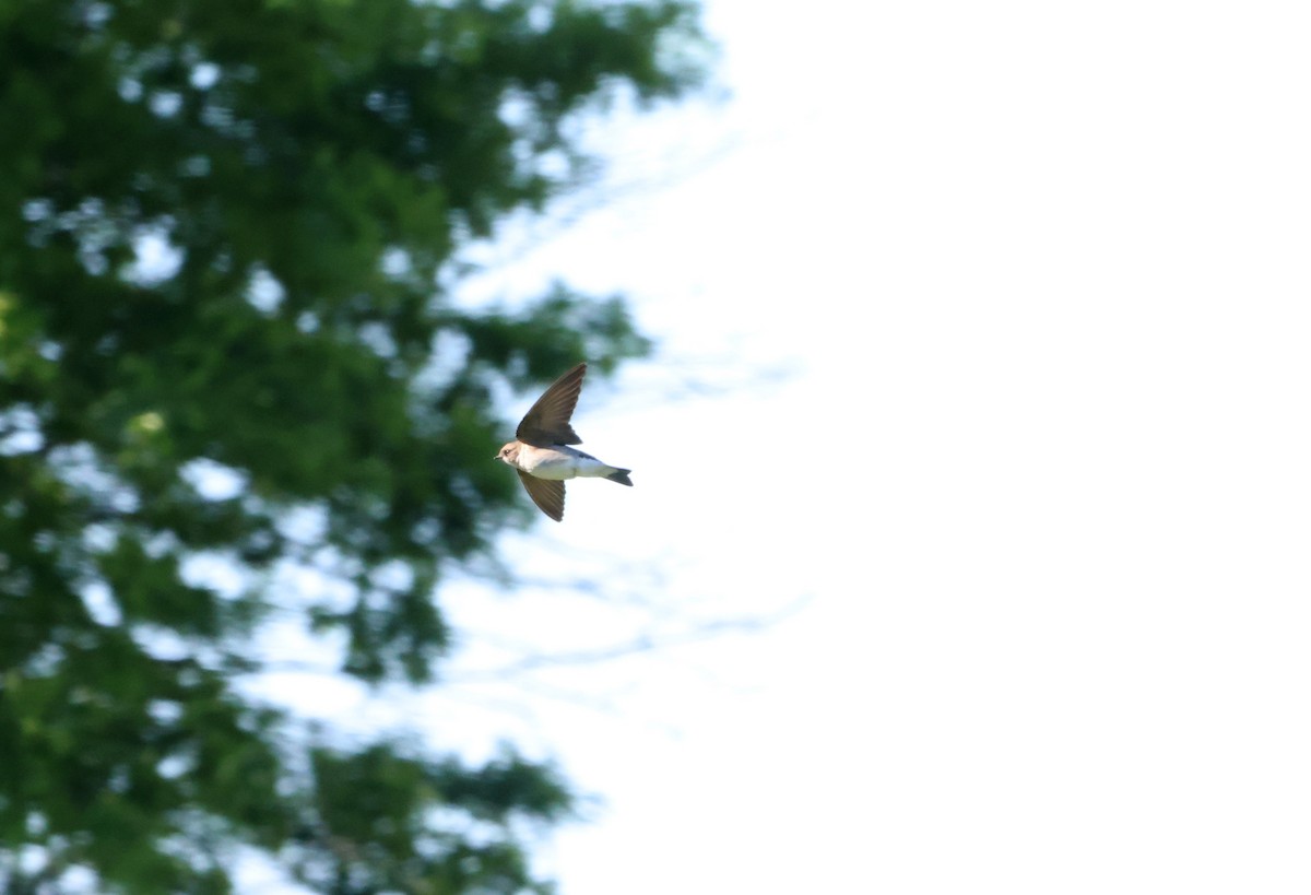 Northern Rough-winged Swallow - Sarah Morris