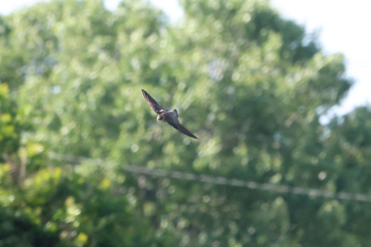 Northern Rough-winged Swallow - Sarah Morris