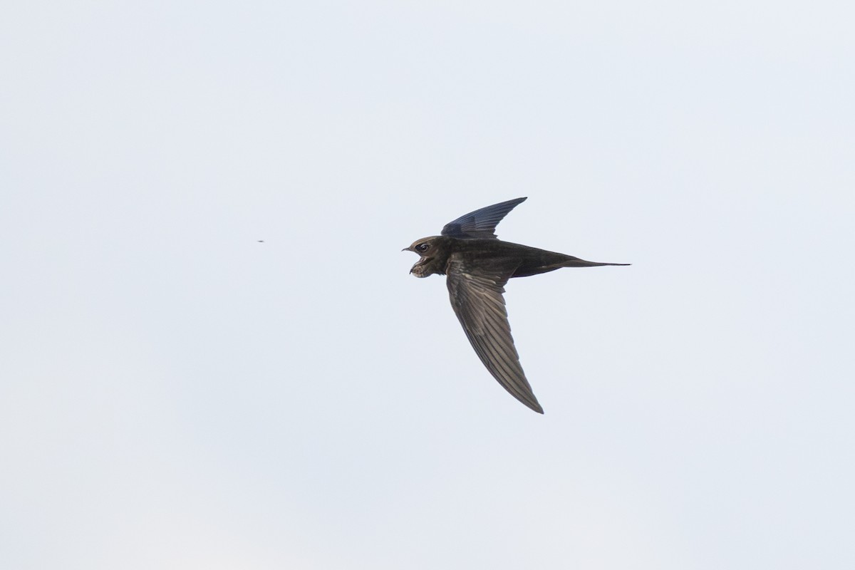 Pallid Swift - Joe Downing