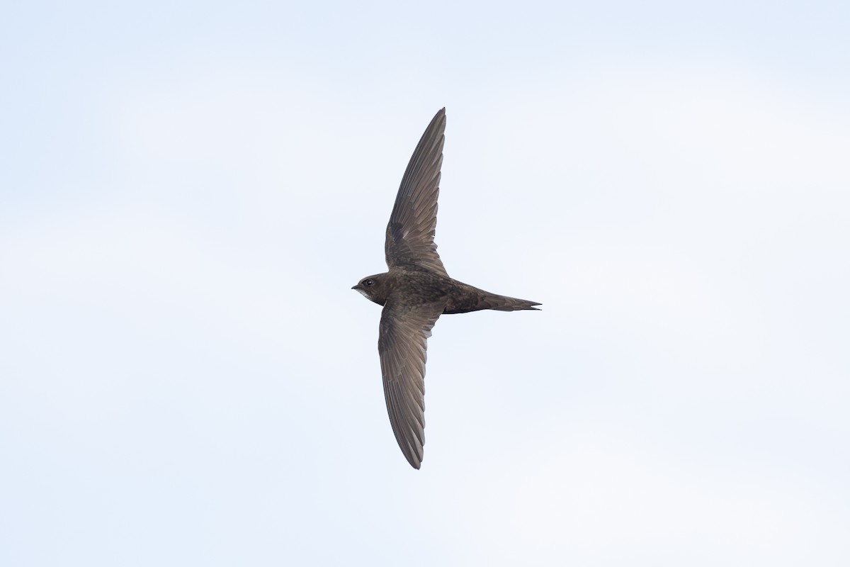 Pallid Swift - Joe Downing