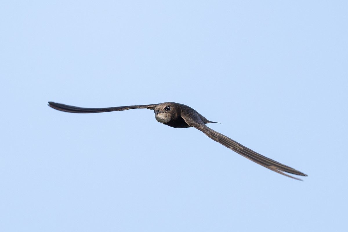 Pallid Swift - Joe Downing