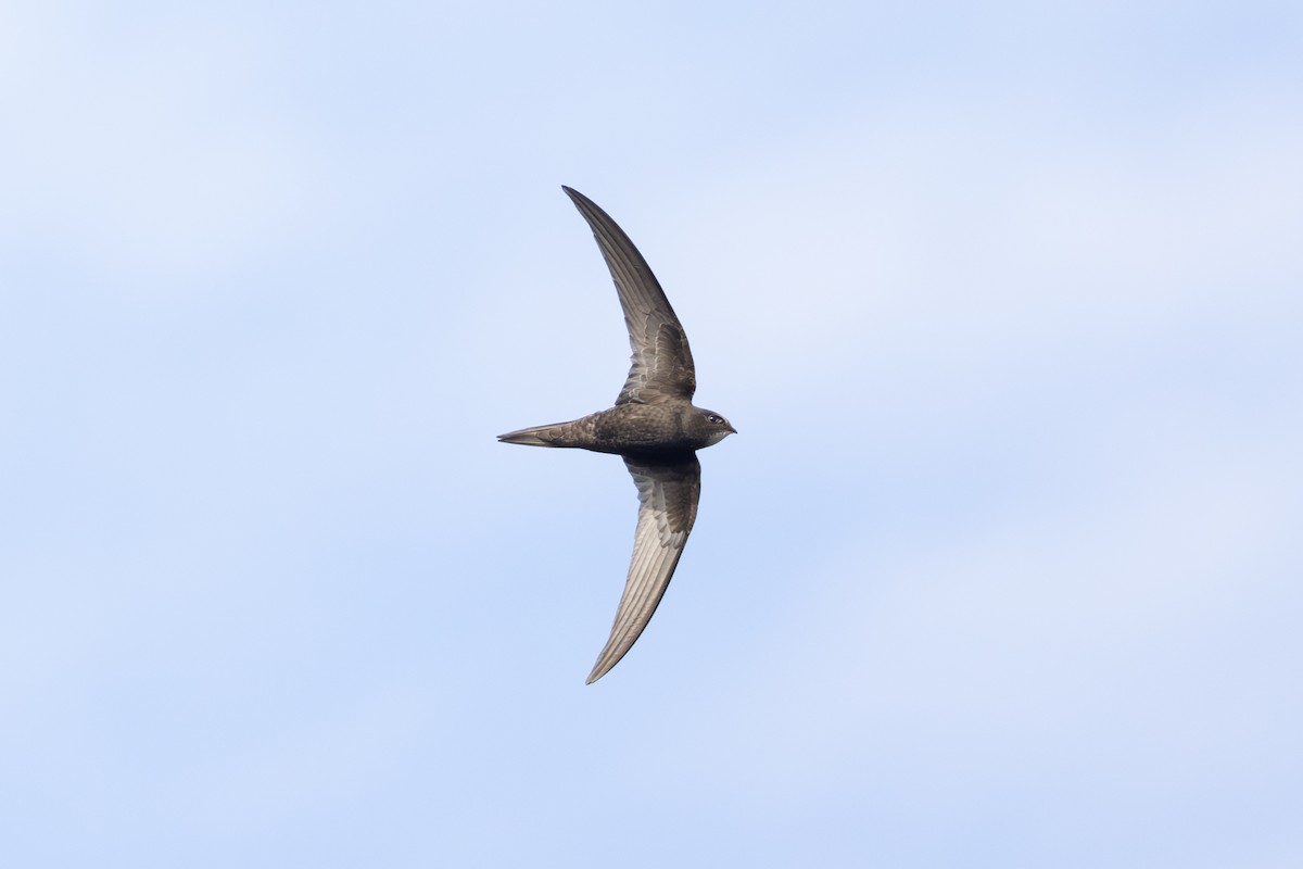 Pallid Swift - Joe Downing