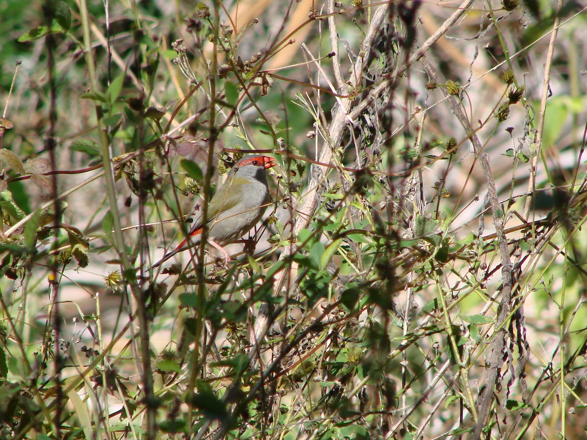 Red-browed Firetail - Andrew Bishop