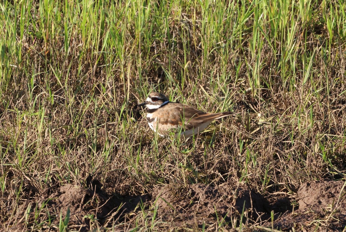 Killdeer - ML619609490