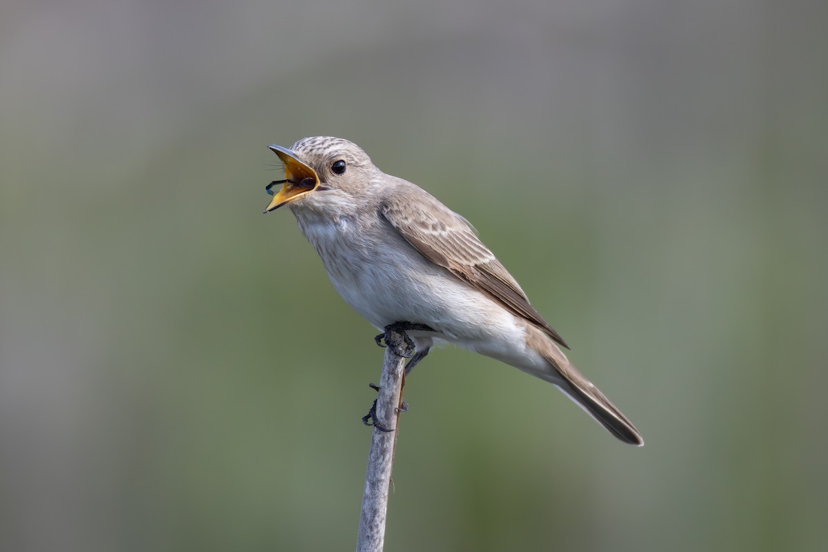 Spotted Flycatcher - Joe Downing