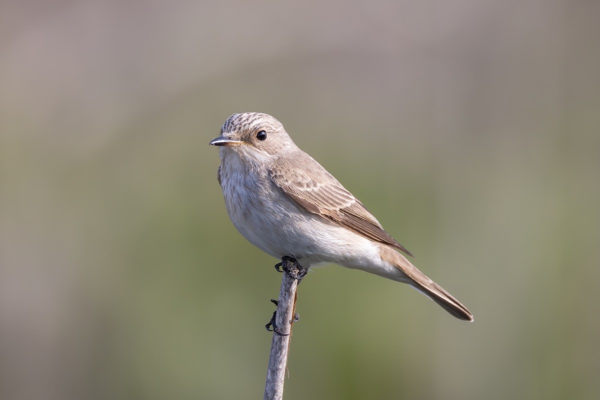 Spotted Flycatcher - Joe Downing