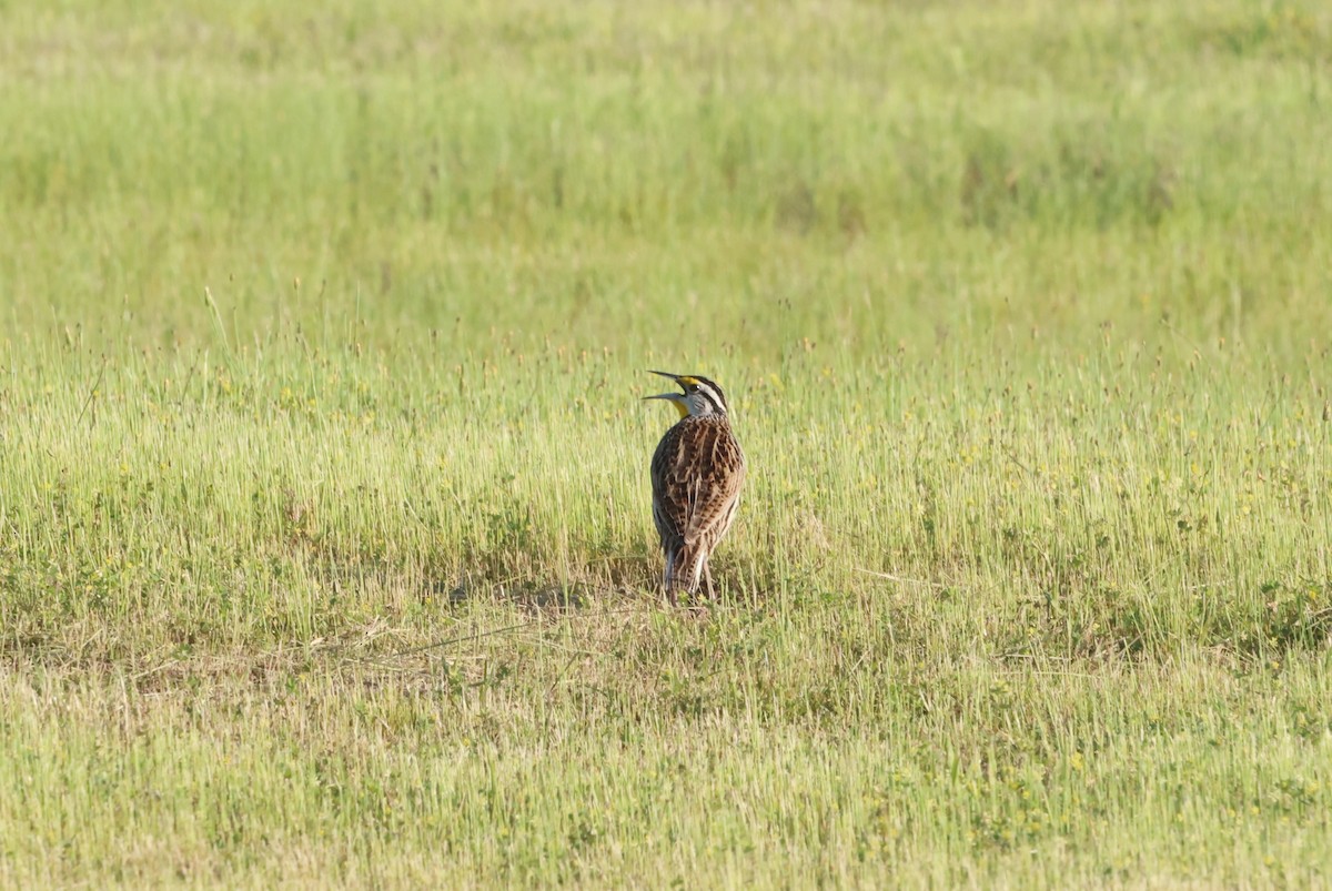 Eastern Meadowlark - Sarah Morris