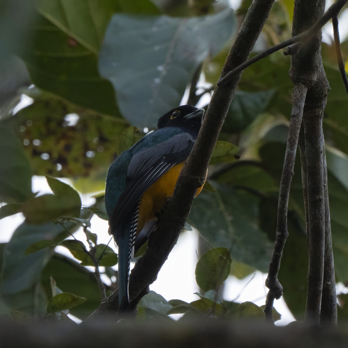 Gartered Trogon - Bruno  Silva