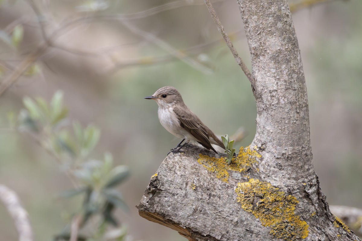 Spotted Flycatcher - Joe Downing