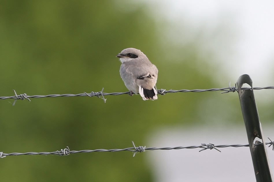 Loggerhead Shrike - Sarah Morris