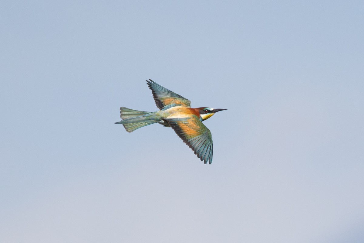 European Bee-eater - Joe Downing