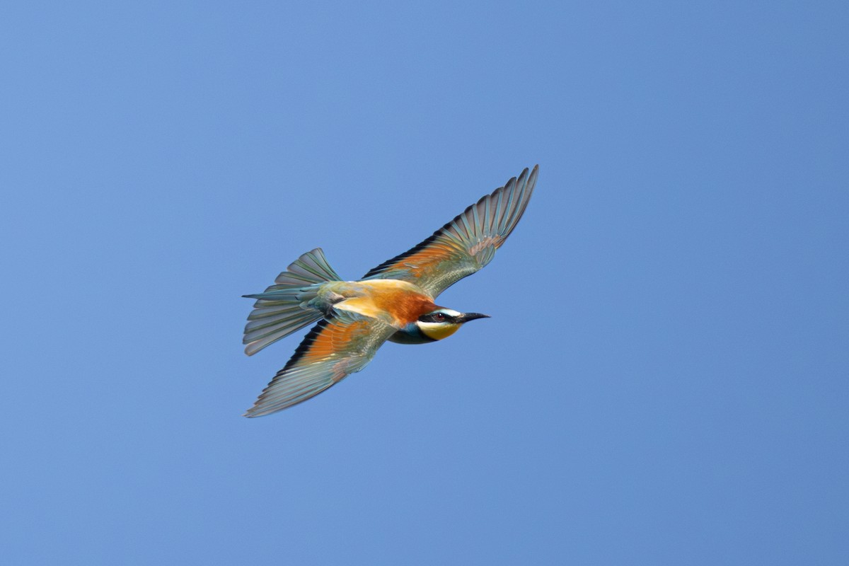 European Bee-eater - Joe Downing