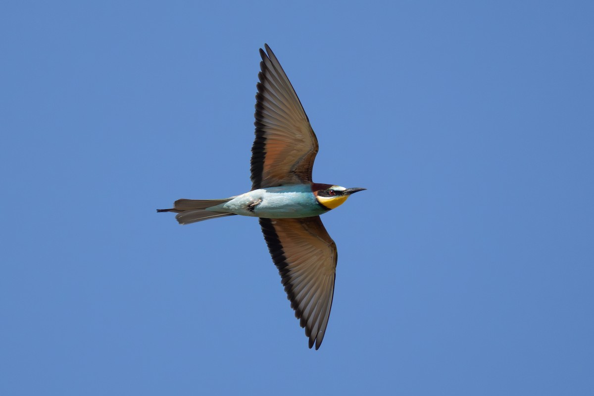 European Bee-eater - Joe Downing