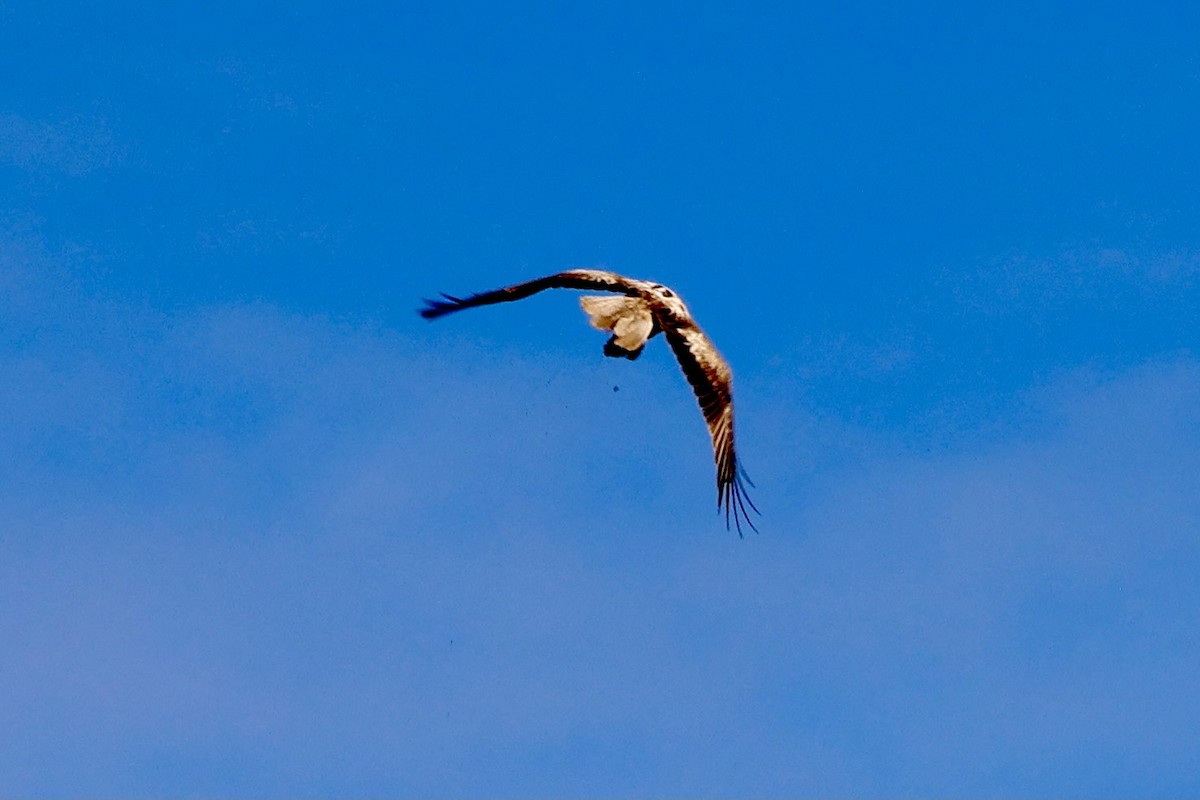 Whistling Kite - Terry O’Connor