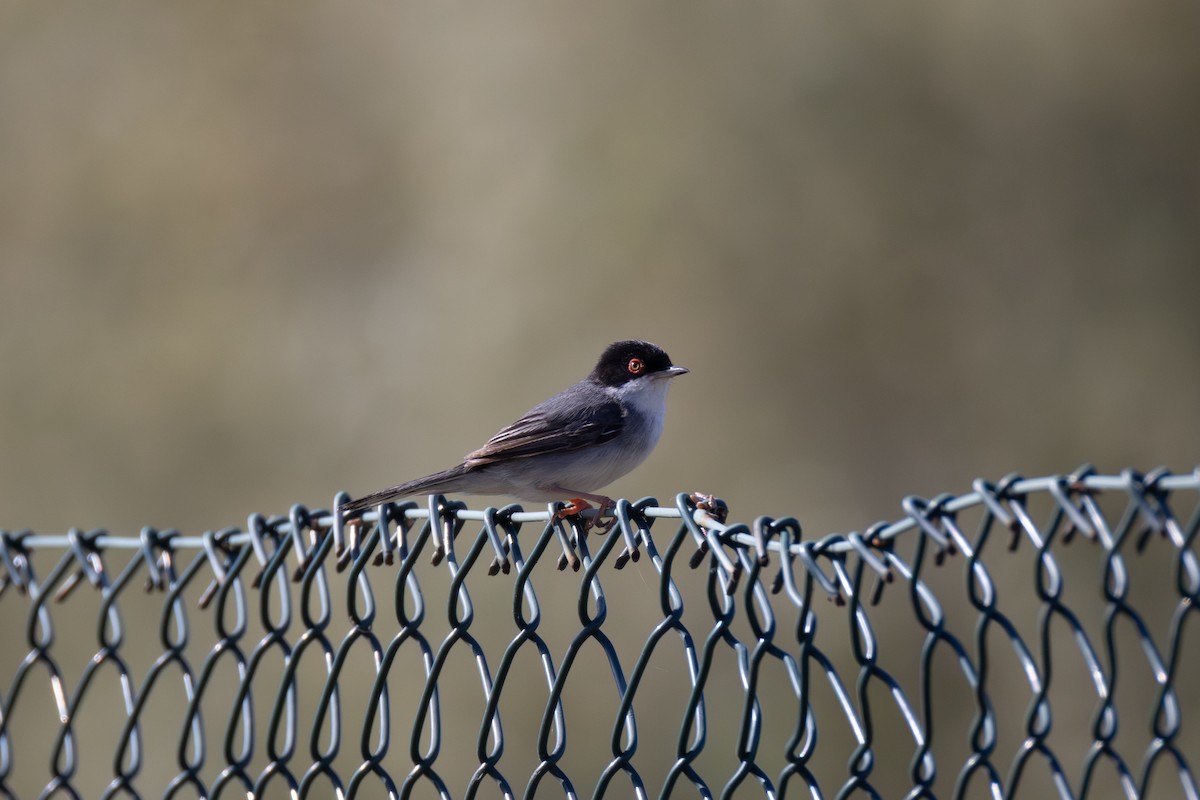 Sardinian Warbler - Joe Downing