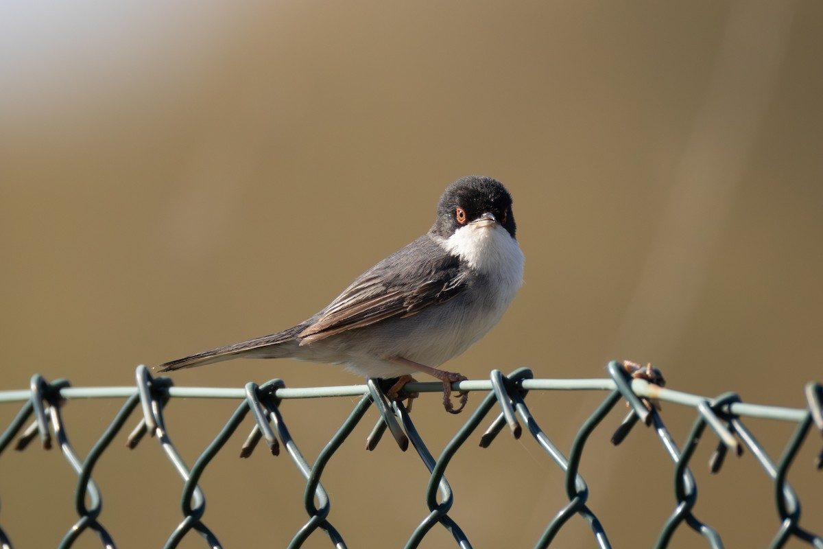 Sardinian Warbler - Joe Downing