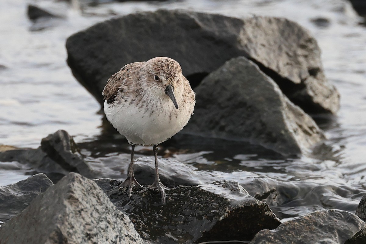 Semipalmated Sandpiper - Darcy Pinotti