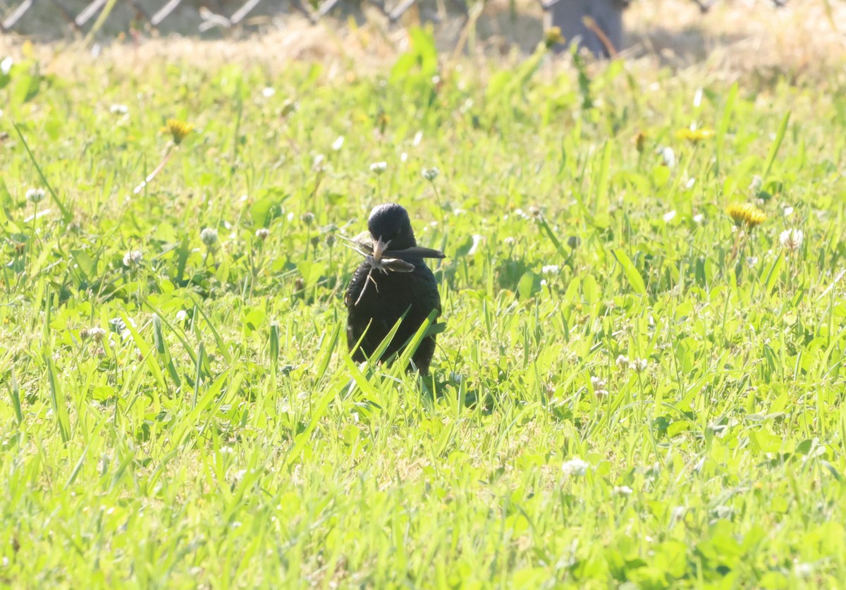 European Starling - ML619609529