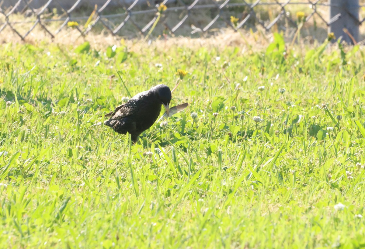 European Starling - ML619609530