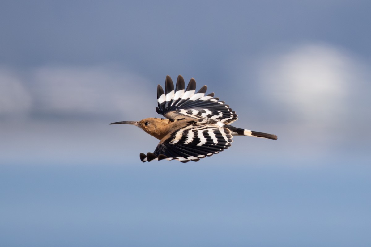 Eurasian Hoopoe - Joe Downing