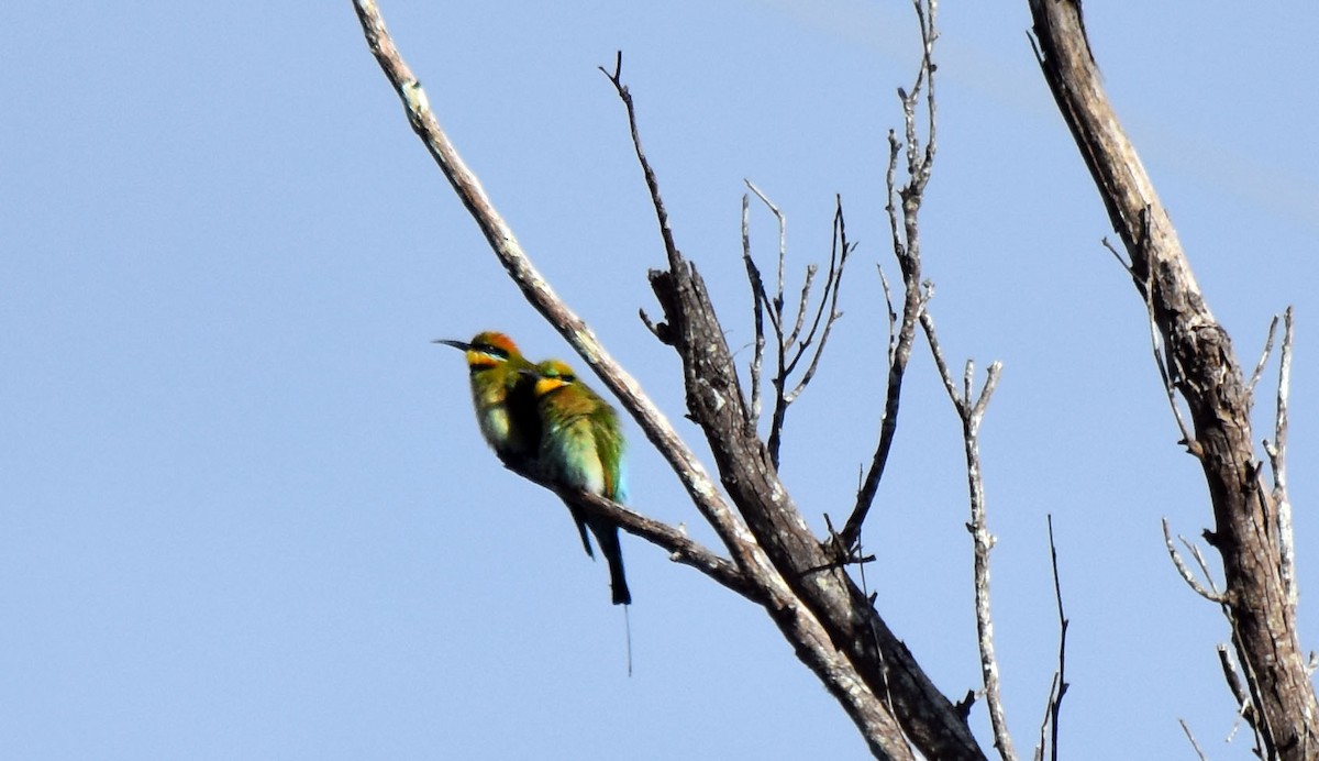 Rainbow Bee-eater - Neil Roche-Kelly